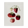 thumbnail image 1 of Stupell Industries French Country Natural Berries Study Canvas Art, 24 x 30, by Lettered and Lined, 1 of 8