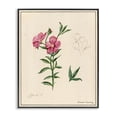 thumbnail image 1 of Stupell Industries French Country Science Study Pink Flower Black Framed Giclee Art, 11 x 14, by Danielle Murray, 1 of 7