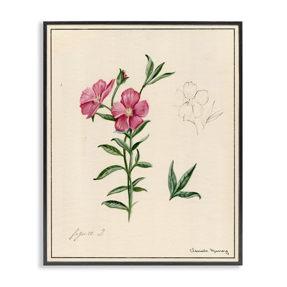 Stupell Industries French Country Science Study Pink Flower Black Framed Giclee Art, 11 x 14, by Danielle Murray