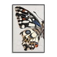 thumbnail image 1 of Stupell Industries French Country Spotted Butterfly Wing Black Framed Giclee Art, 16 x 24, by Melissa Wang, 1 of 8