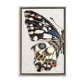 thumbnail image 1 of Stupell Industries French Country Spotted Butterfly Wing Brown Floating Frame Canvas Art, 17 x 25, by Melissa Wang, 1 of 8