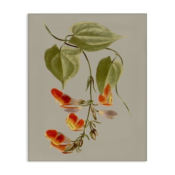 Stupell Industries French Country Vine with Red Blossoms Canvas Art, 36 x 48, by Vision Studio