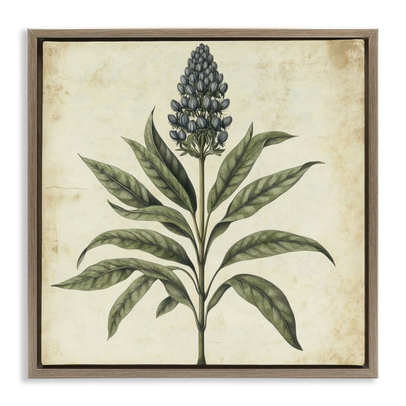 Stupell Industries French Country Vintage Blue Botanical Illustration Brown Floating Frame Canvas Art, 18 x 18, by Petals Prints Design