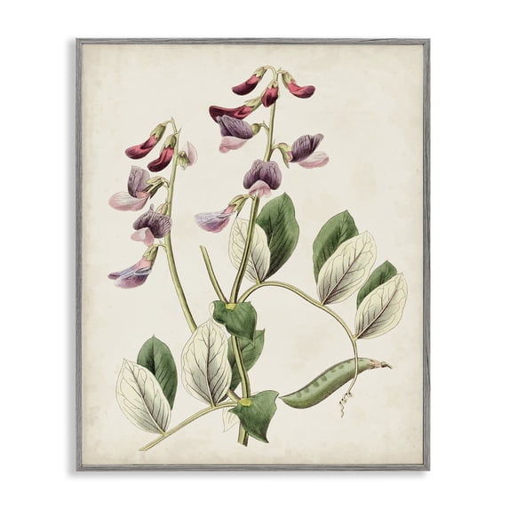 Stupell Industries French Country Vintage Foxglove Study Gray Framed Giclee Art, 16 x 20, by Ridgeway