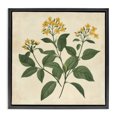 thumbnail image 1 of Stupell Industries French Country Yellow Bushels Botanical Illustration Black Floating Frame Canvas Art, 18 x 18, by Petals Prints Design, 1 of 7