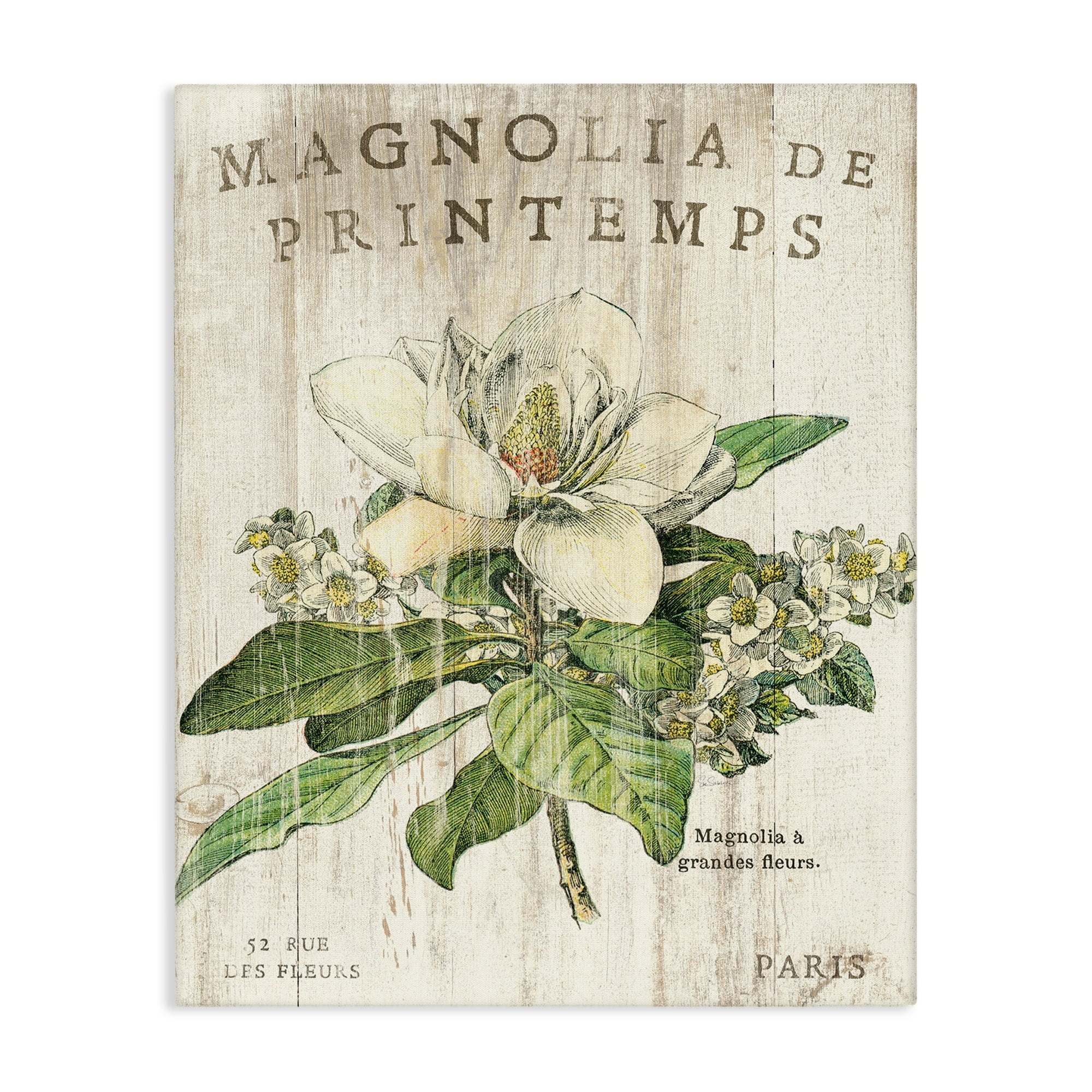 French Magnolia Spring Vintage Canvas Wall Art, 16x20