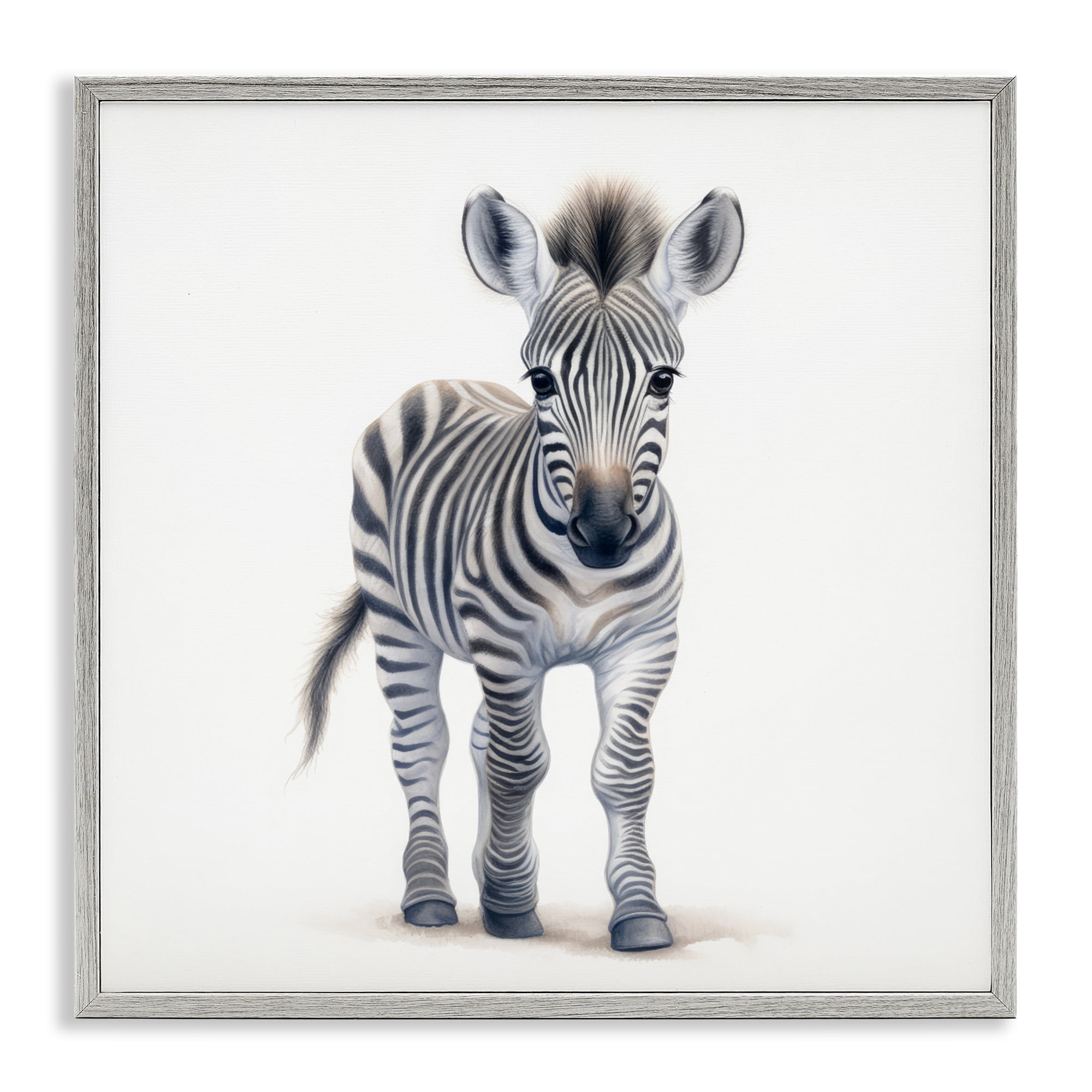 Stupell Industries Friendly Zebra Foal Gray Framed Giclee Art, design by Ray Powers
