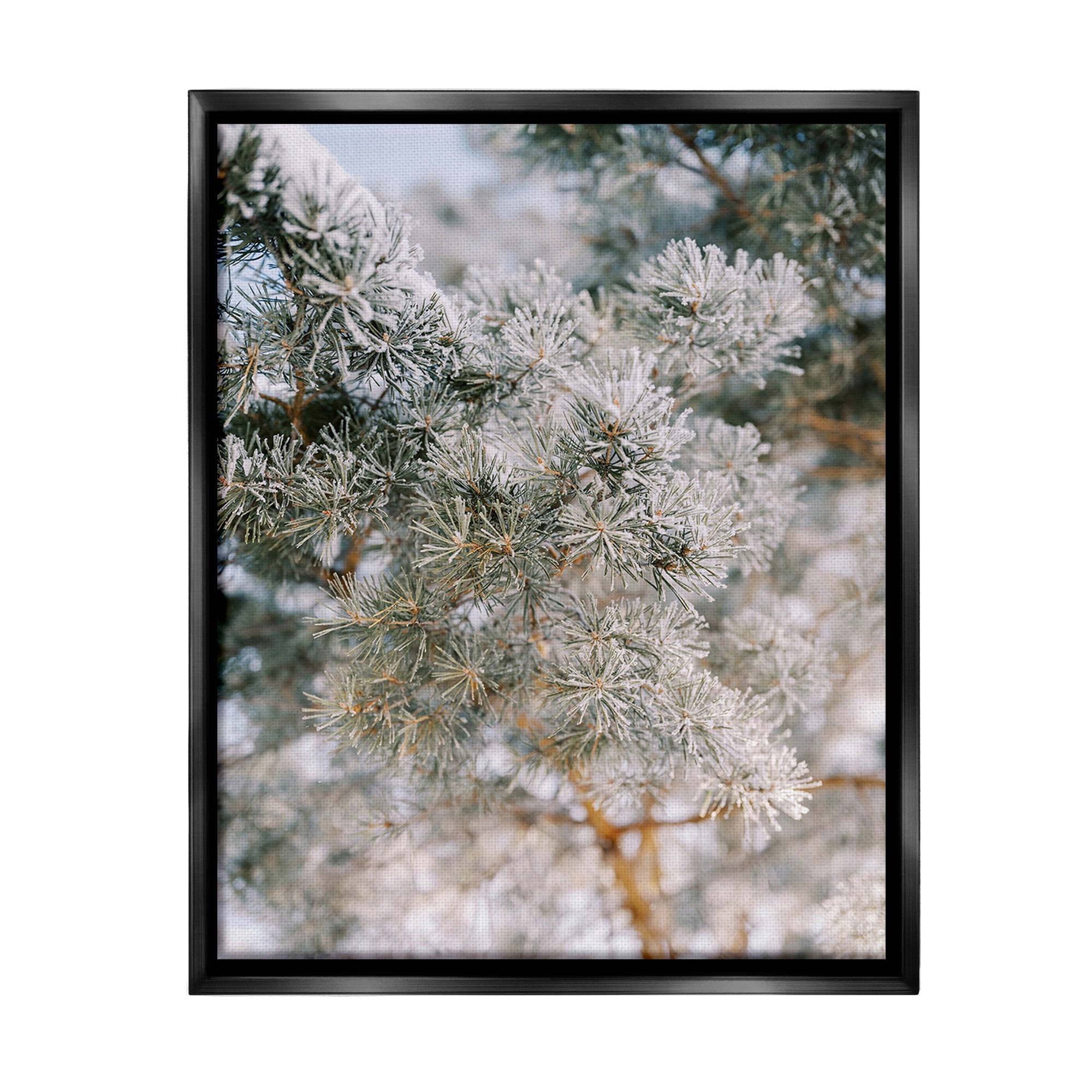 Stupell Industries Frosted Fir Tree Branches Landscape Photography Black Floater Framed Canvas Art Print Wall Art, 25 x 31