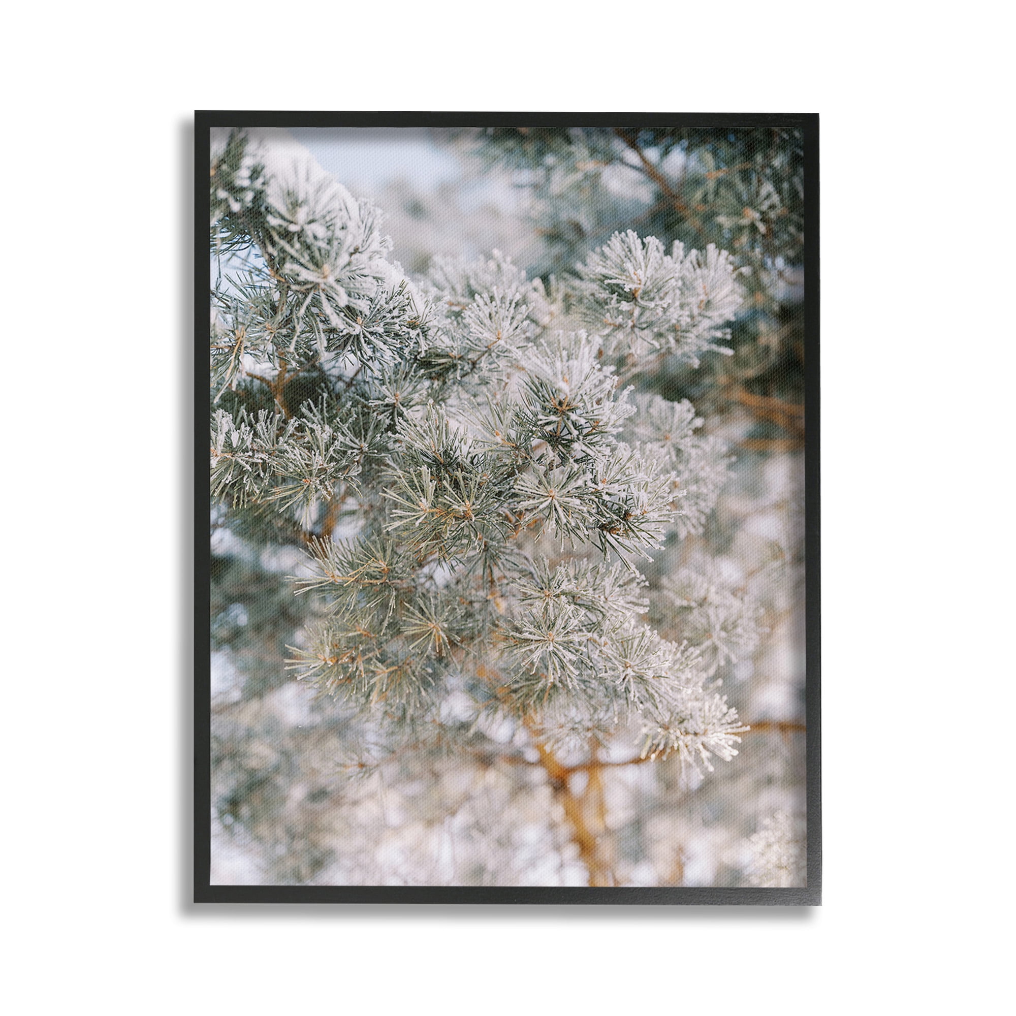 Stupell Industries Frosted Fir Tree Branches Landscape Photography Black Framed Art Print Wall Art, 16 x 20