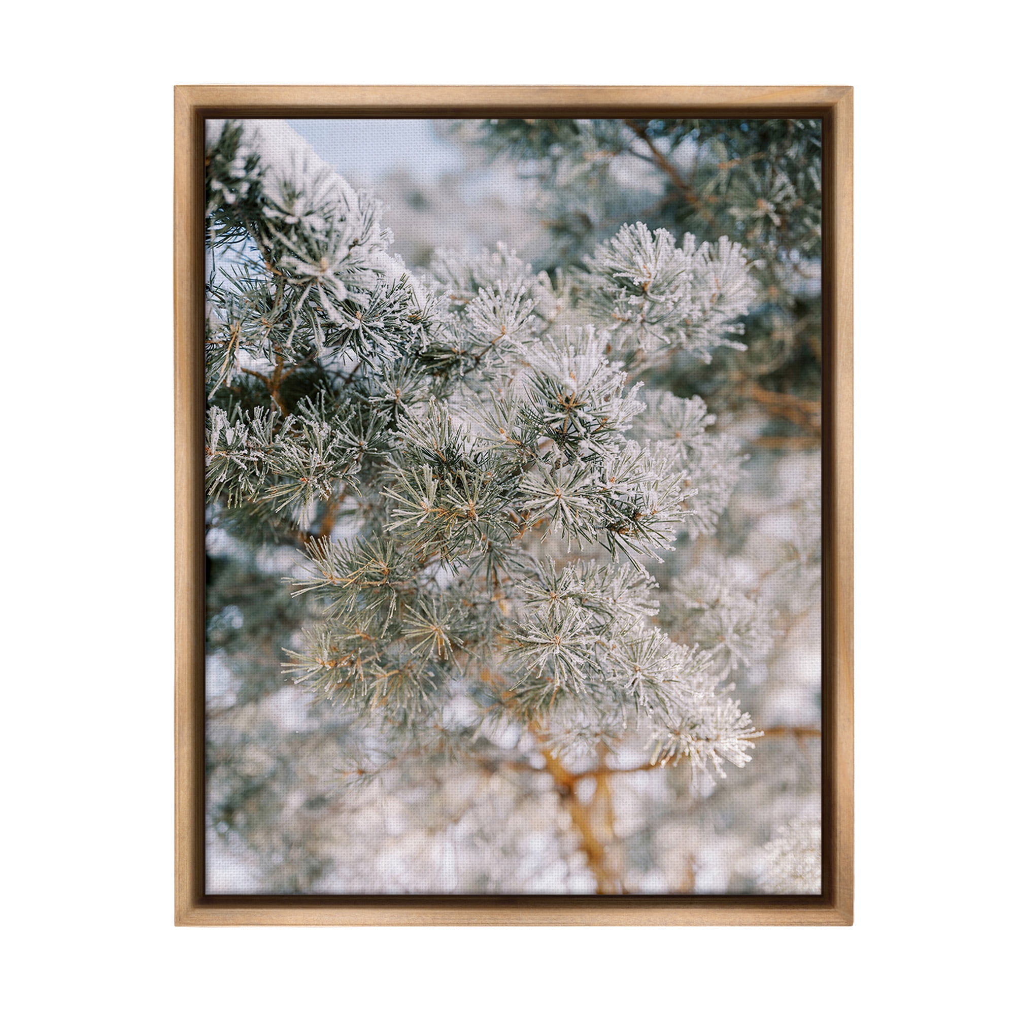 Stupell Industries Frosted Fir Tree Branches Landscape Photography Brown Floater Framed Canvas Art Print Wall Art, 25 x 31