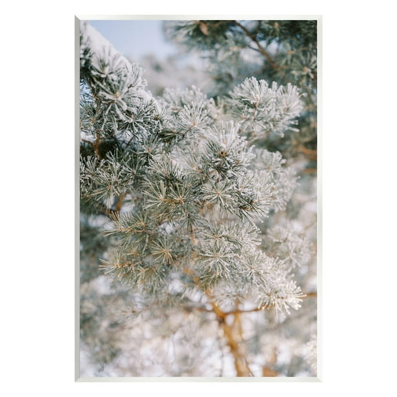 Stupell Industries Frosted Fir Tree Branches Landscape Photography Unframed Art Print Wall Art, 10 x 15