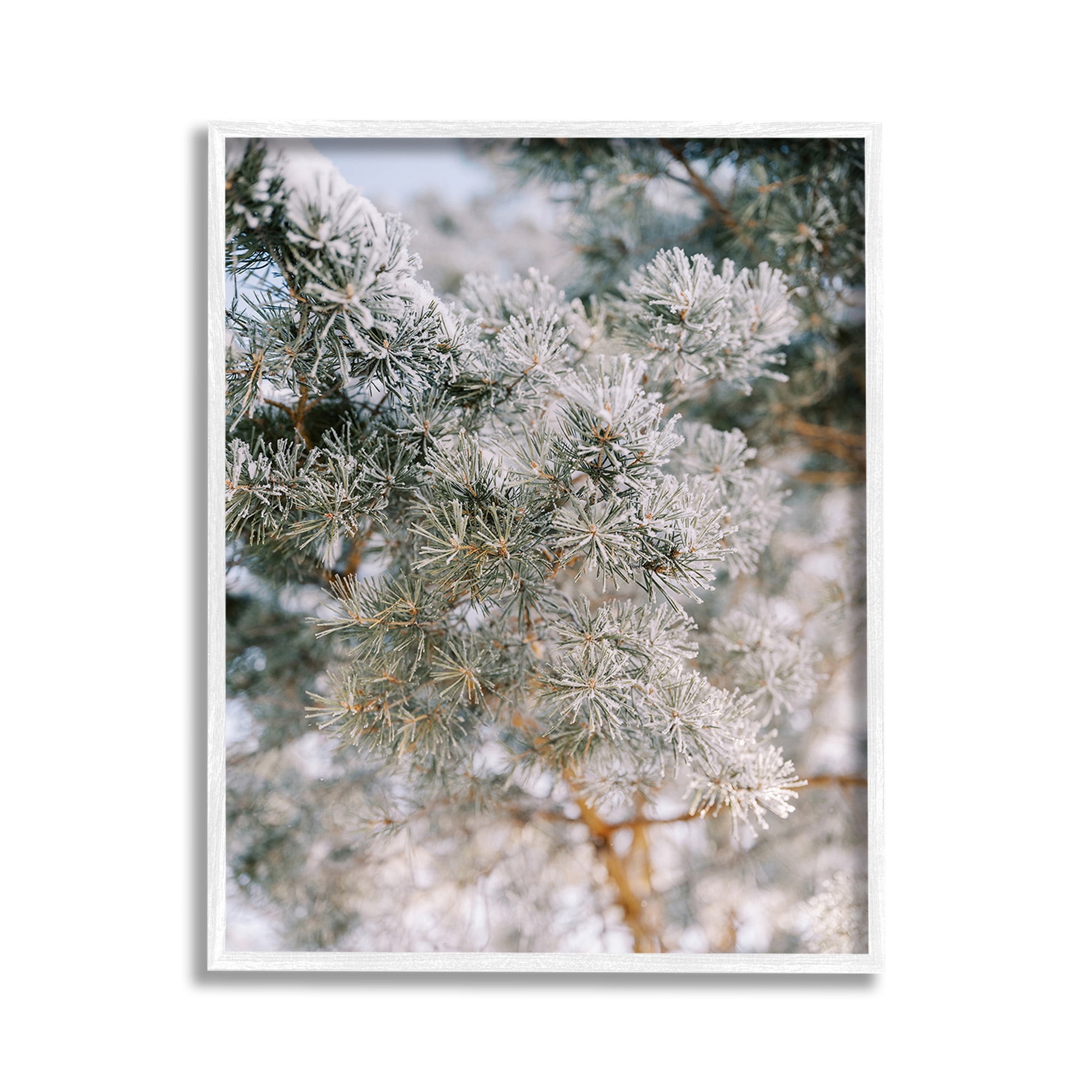 Stupell Industries Frosted Fir Tree Branches Landscape Photography White Framed Art Print Wall Art, 11 x 14