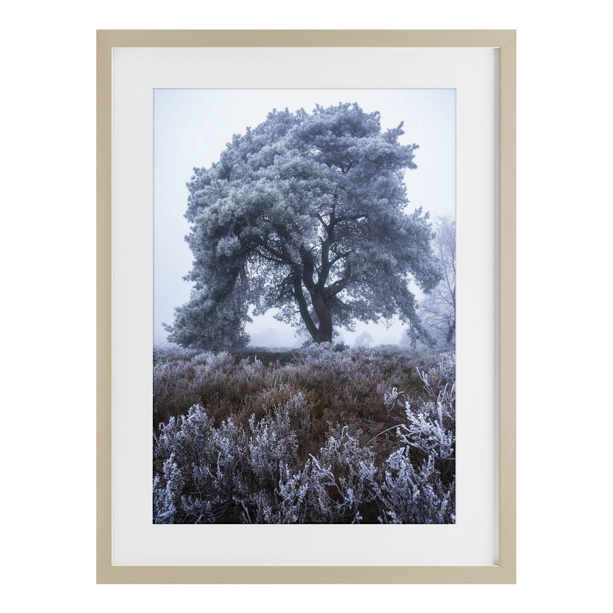 Stupell Industries Frosted Tree in Winter Mist Birch Framed Print Under Glass, design by Martin Podt