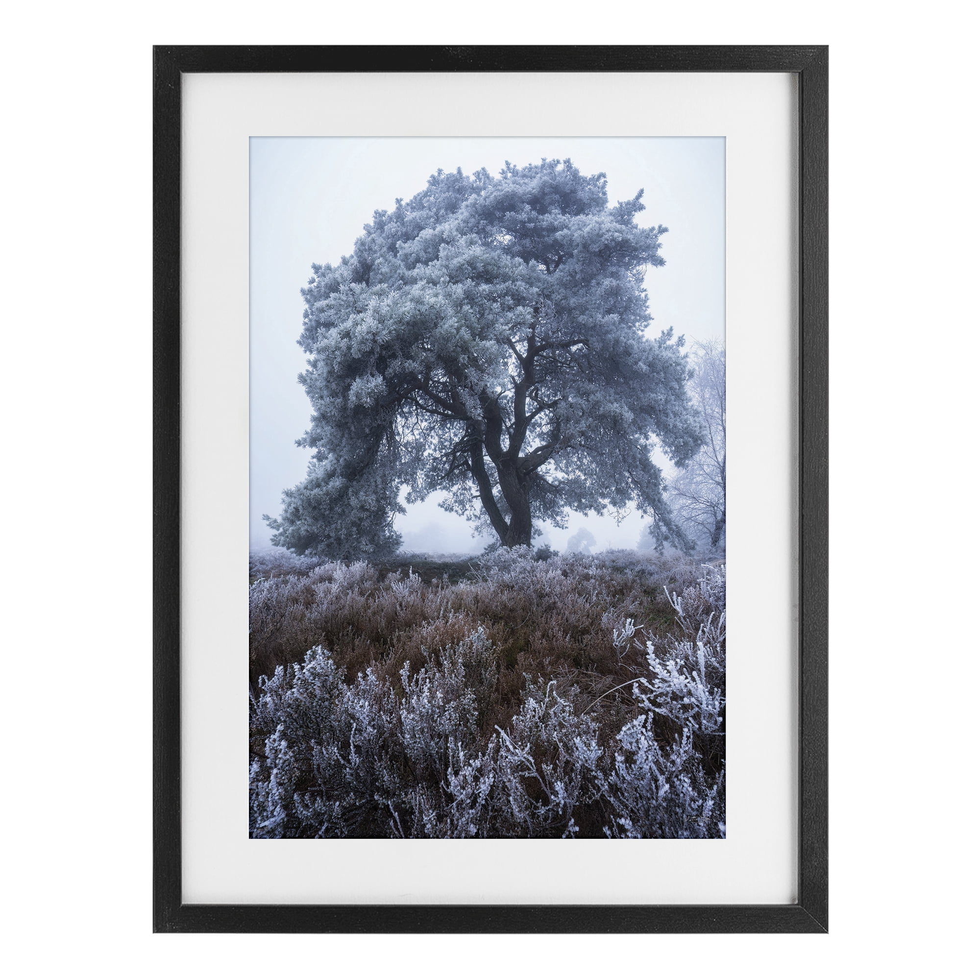 Stupell Industries Frosted Tree in Winter Mist Black Framed Print Under Glass, design by Martin Podt