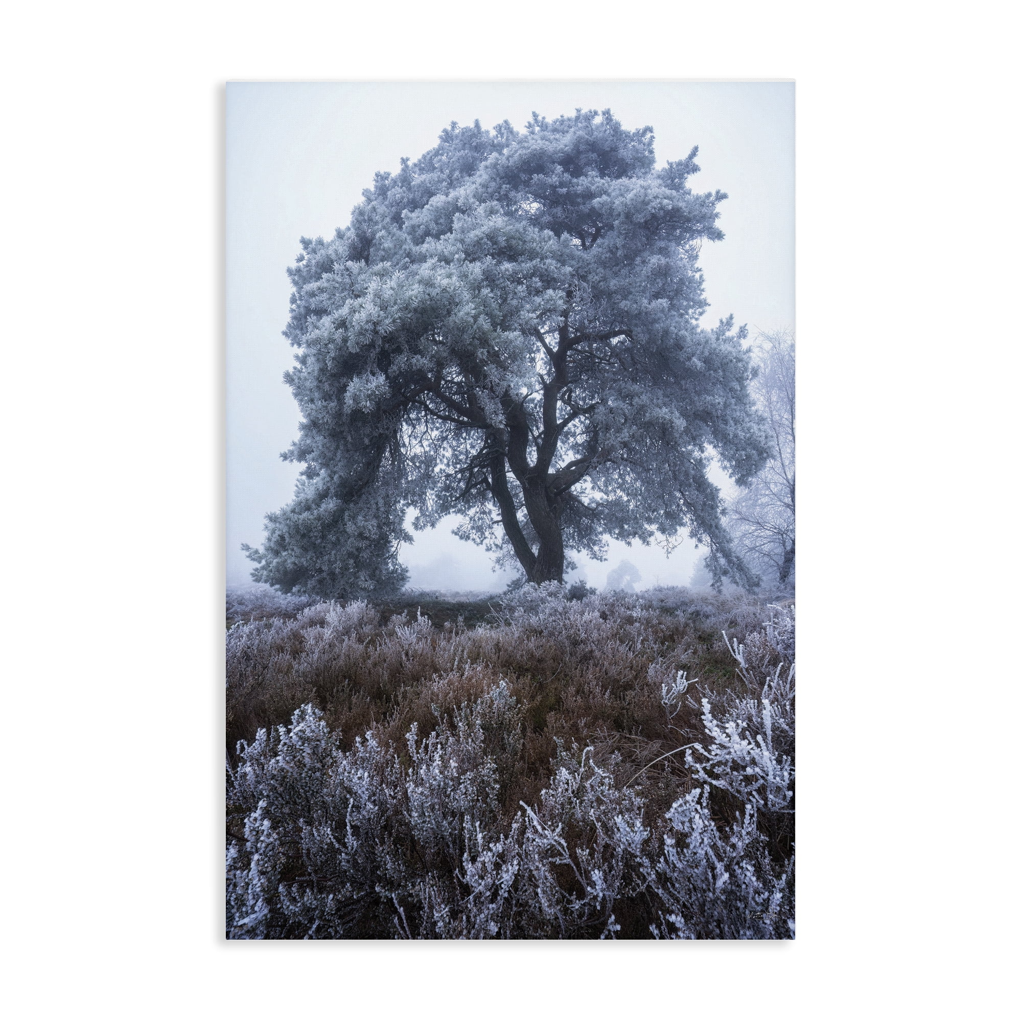 Stupell Industries Frosted Tree in Winter Mist Canvas Wall Art, design by Martin Podt