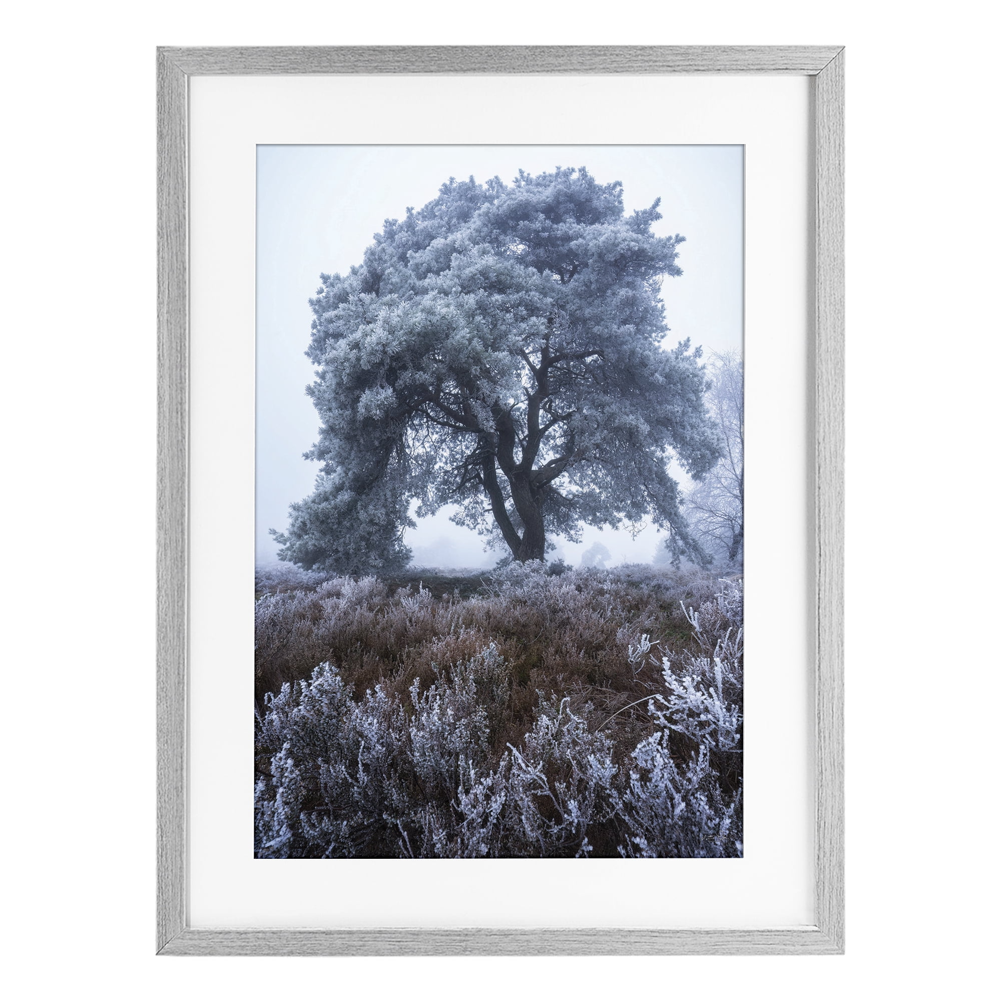 Stupell Industries Frosted Tree in Winter Mist Gray Framed Print Under Glass, design by Martin Podt