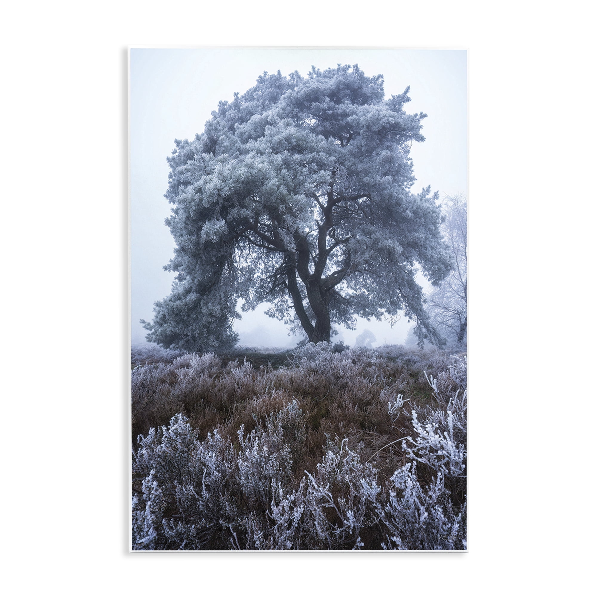 Stupell Industries Frosted Tree in Winter Mist Wall Plaque Art, design by Martin Podt
