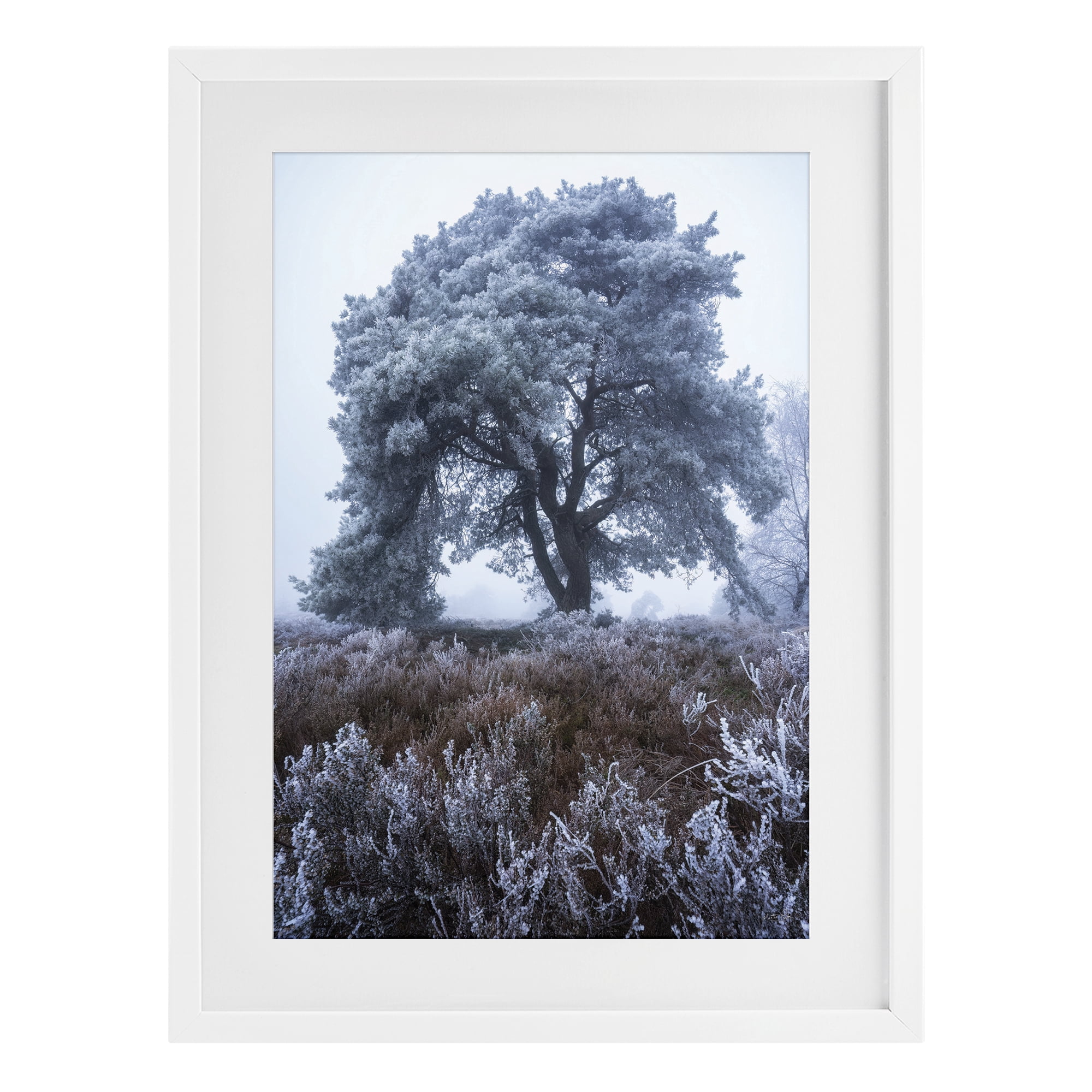 Stupell Industries Frosted Tree in Winter Mist White Framed Print Under Glass, design by Martin Podt