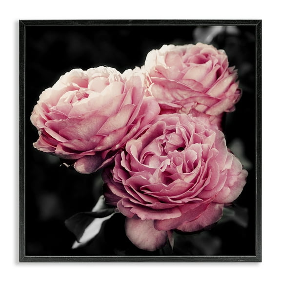 Stupell Industries Full Blooming Roses Plants & Flowers Photography Black Framed Art Print Wall Art, 12 x 12
