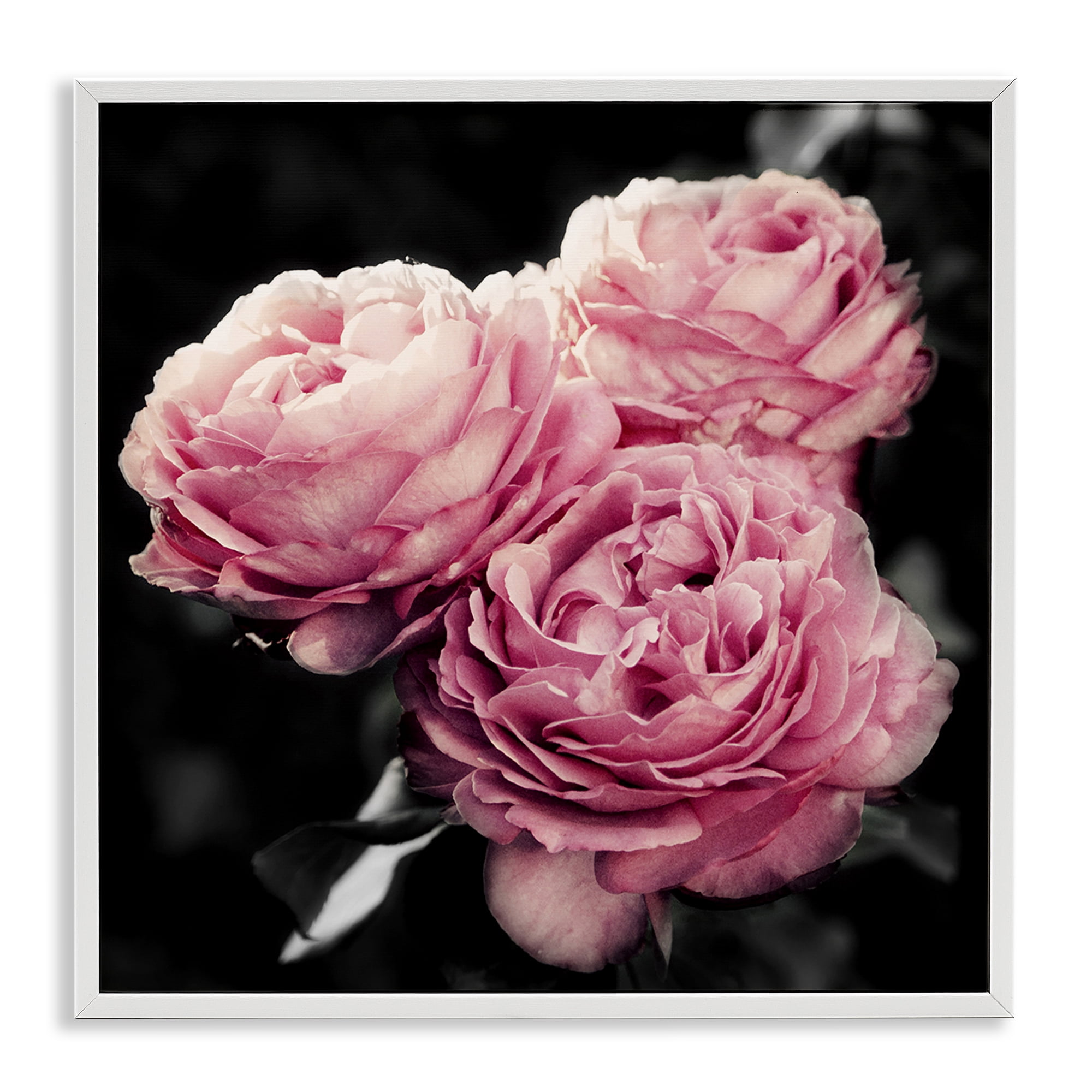 Stupell Industries Full Blooming Roses Plants & Flowers Photography White Framed Art Print Wall Art, 17 x 17