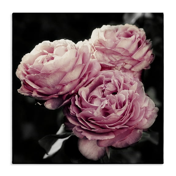 Stupell Industries Full Blooming Roses Plants & Flowers Photography Wrapped Canvas Art Print Wall Art, 17 x 17