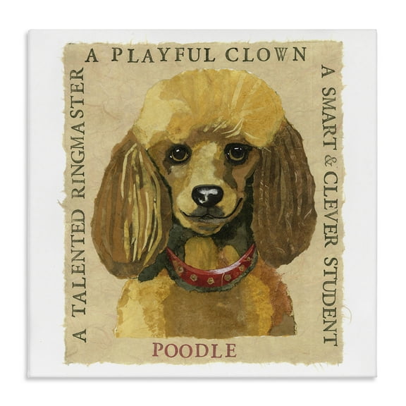 Stupell Industries Fun Poodle Pet Phrases Animals Painting Wrapped Canvas Art Print Wall Art, 17 x 17