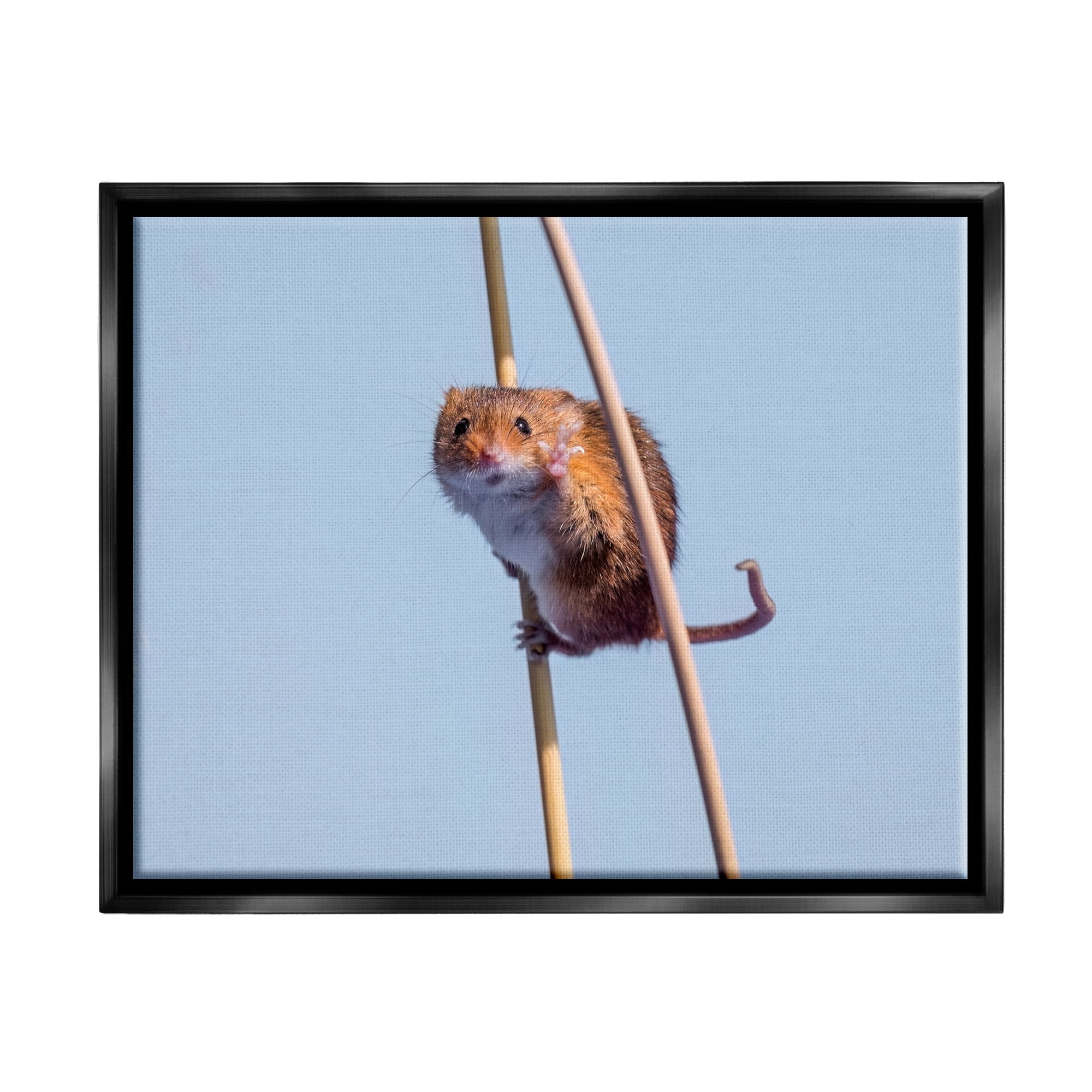 Stupell Industries Funny Balancing Mouse Animals & Insects Photography Black Floater Framed Canvas Art Print Wall Art, 21 x 17