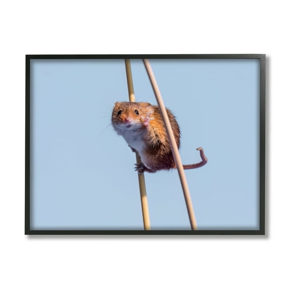 Stupell Industries Funny Balancing Mouse Animals & Insects Photography Black Framed Art Print Wall Art, 14 x 11