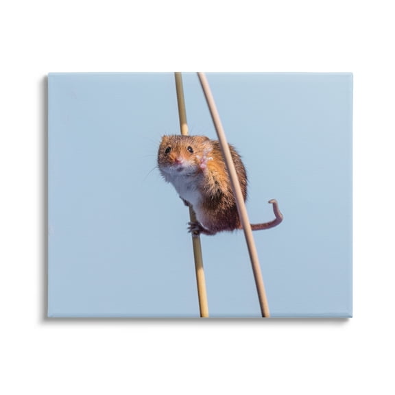Stupell Industries Funny Balancing Mouse Animals & Insects Photography Gallery Wrapped Canvas Art Print Wall Art, 20 x 16