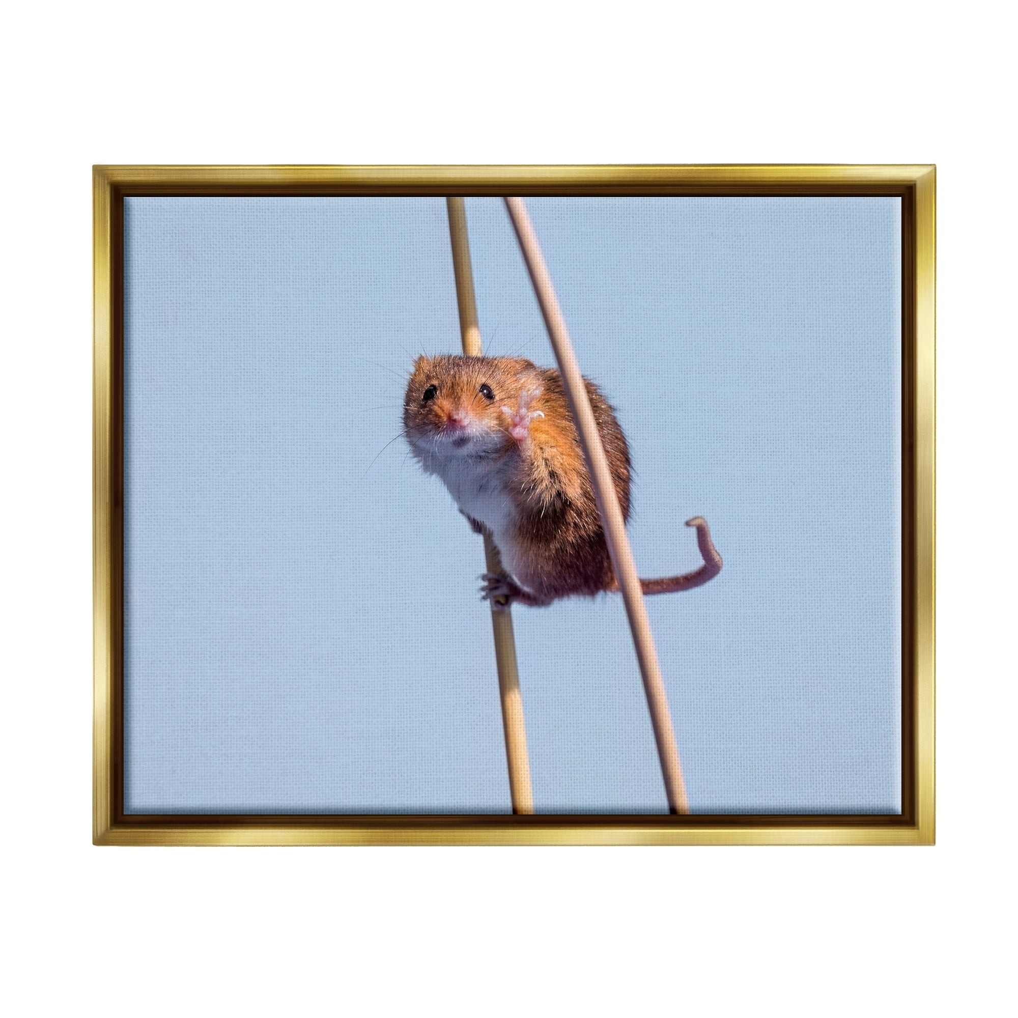 Stupell Industries Funny Balancing Mouse Animals & Insects Photography Gold Floater Framed Canvas Art Print Wall Art, 21 x 17