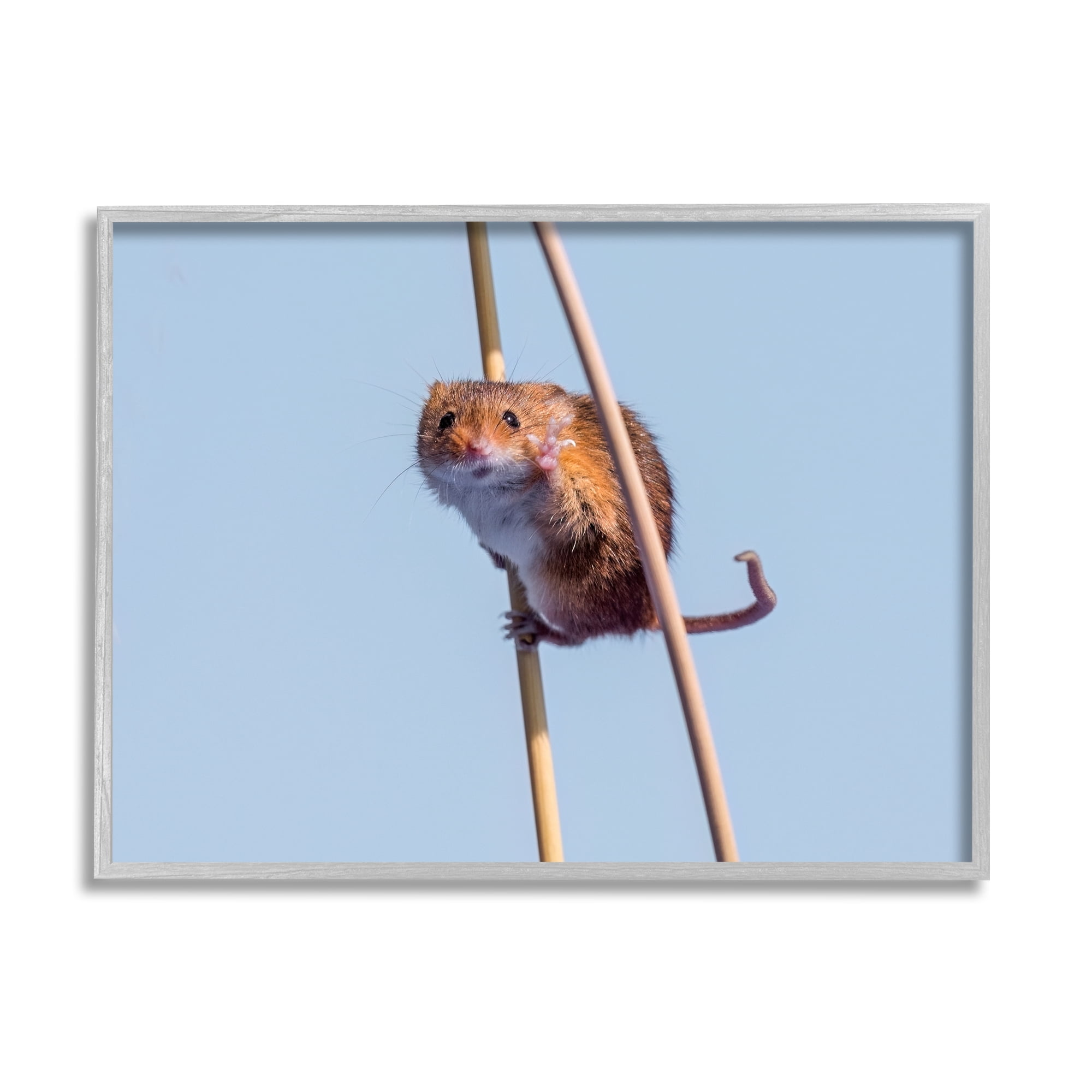 Stupell Industries Funny Balancing Mouse Animals & Insects Photography Gray Framed Art Print Wall Art, 14 x 11