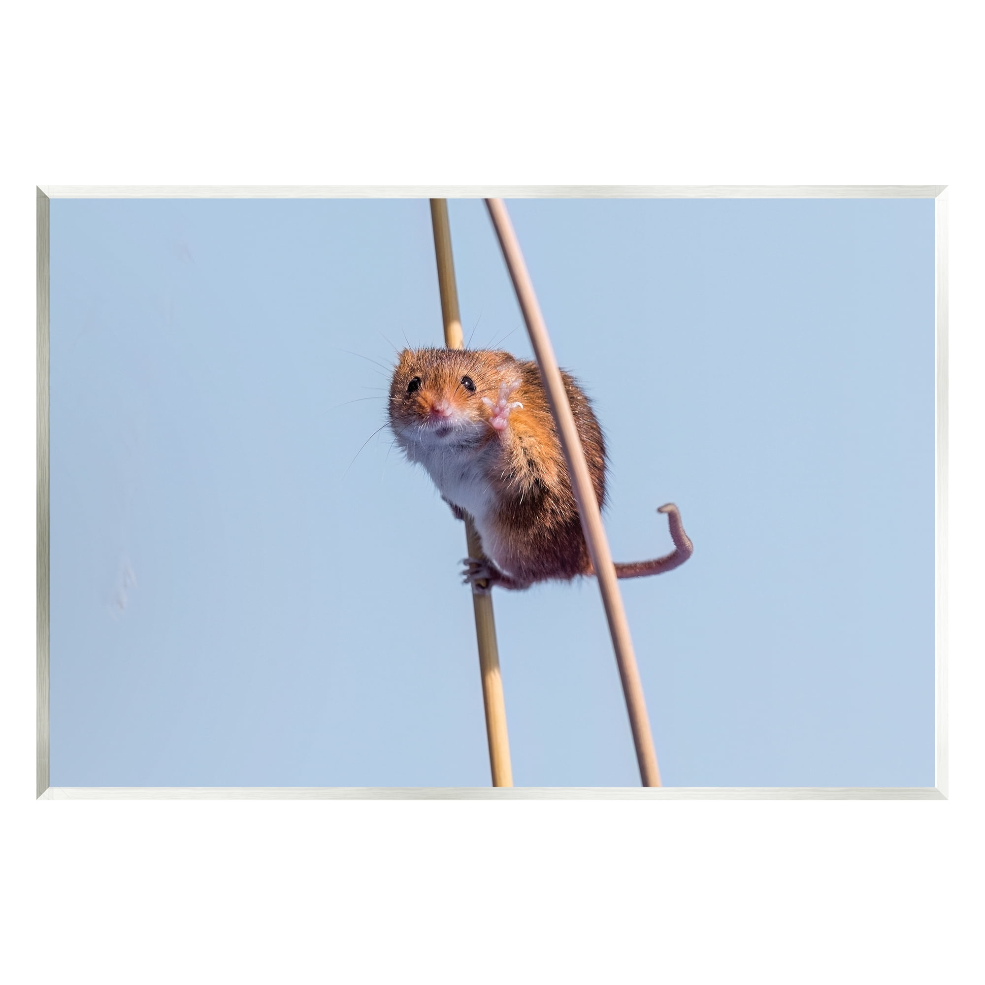 Stupell Industries Funny Balancing Mouse Animals & Insects Photography Unframed Art Print Wall Art, 19 x 13