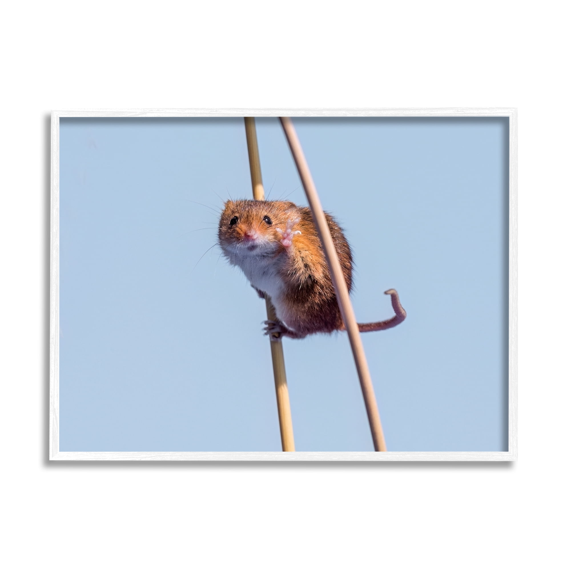 Stupell Industries Funny Balancing Mouse Animals & Insects Photography White Framed Art Print Wall Art, 14 x 11