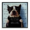 thumbnail image 1 of Stupell Industries Funny Boston Terrier Dog Jail Convicted Police Framed Wall Art, 24 x 24, Design by Lucia Heffernan, 1 of 5