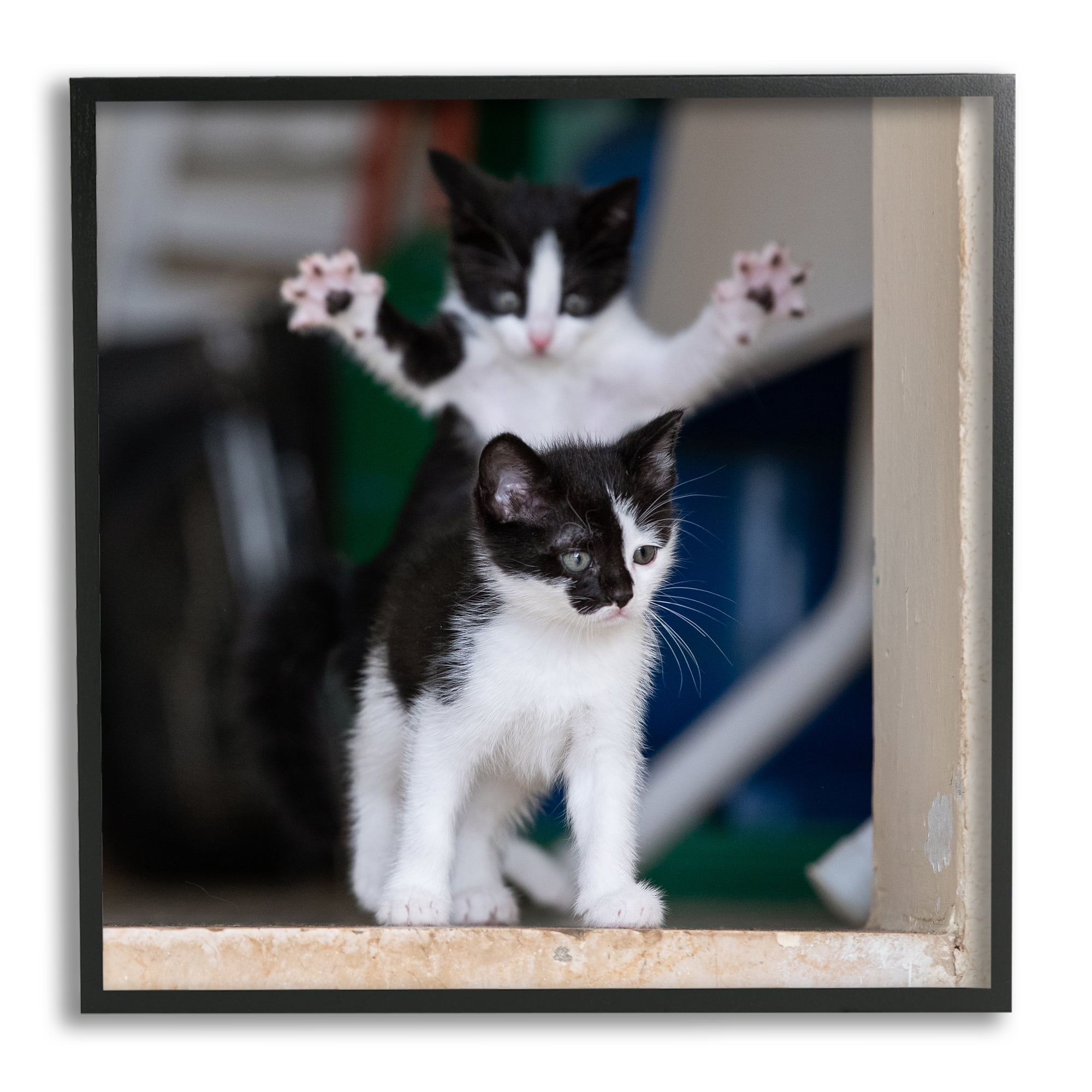 Stupell Industries Funny Cat Pose Photography Animals & Insects Photography Black Framed Art Print Wall Art, 17 x 17