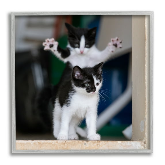 Stupell Industries Funny Cat Pose Photography Animals & Insects Photography Gray Framed Art Print Wall Art, 12 x 12