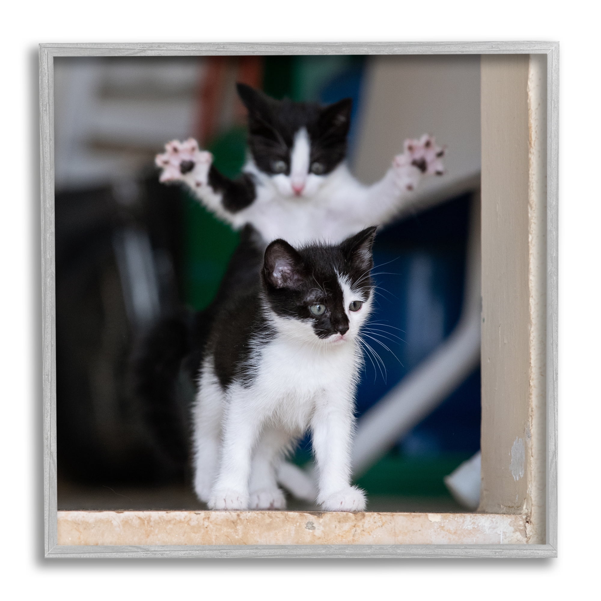 Stupell Industries Funny Cat Pose Photography Animals & Insects Photography Gray Framed Art Print Wall Art, 17 x 17