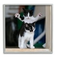 thumbnail image 1 of Stupell Industries Funny Cat Pose Photography Animals & Insects Photography Gray Framed Art Print Wall Art, 24 x 24, 1 of 9