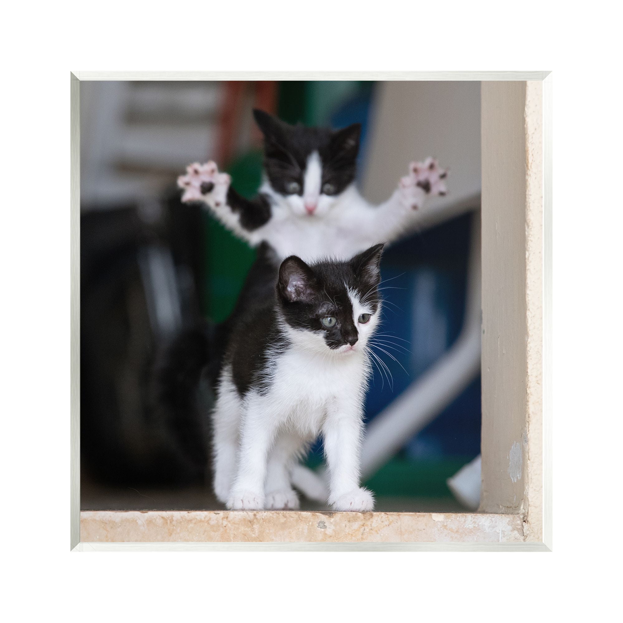 Stupell Industries Funny Cat Pose Photography Animals & Insects Photography Unframed Art Print Wall Art, 12 x 12