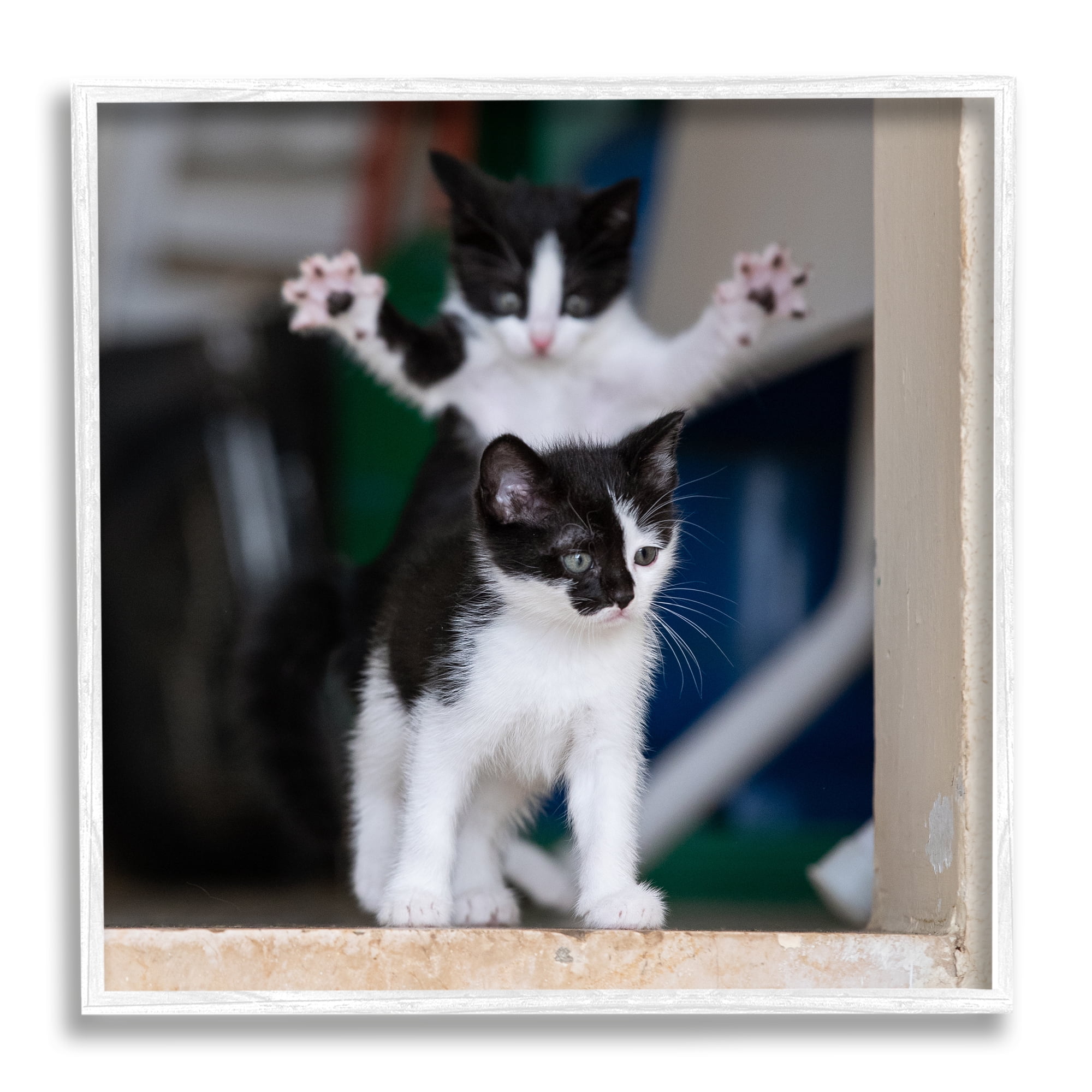 Stupell Industries Funny Cat Pose Photography Animals & Insects Photography White Framed Art Print Wall Art, 12 x 12