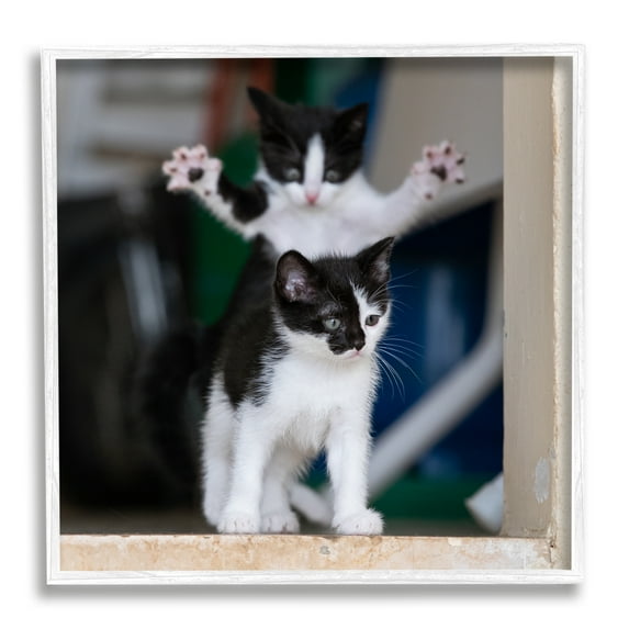 Stupell Industries Funny Cat Pose Photography Animals & Insects Photography White Framed Art Print Wall Art, 24 x 24