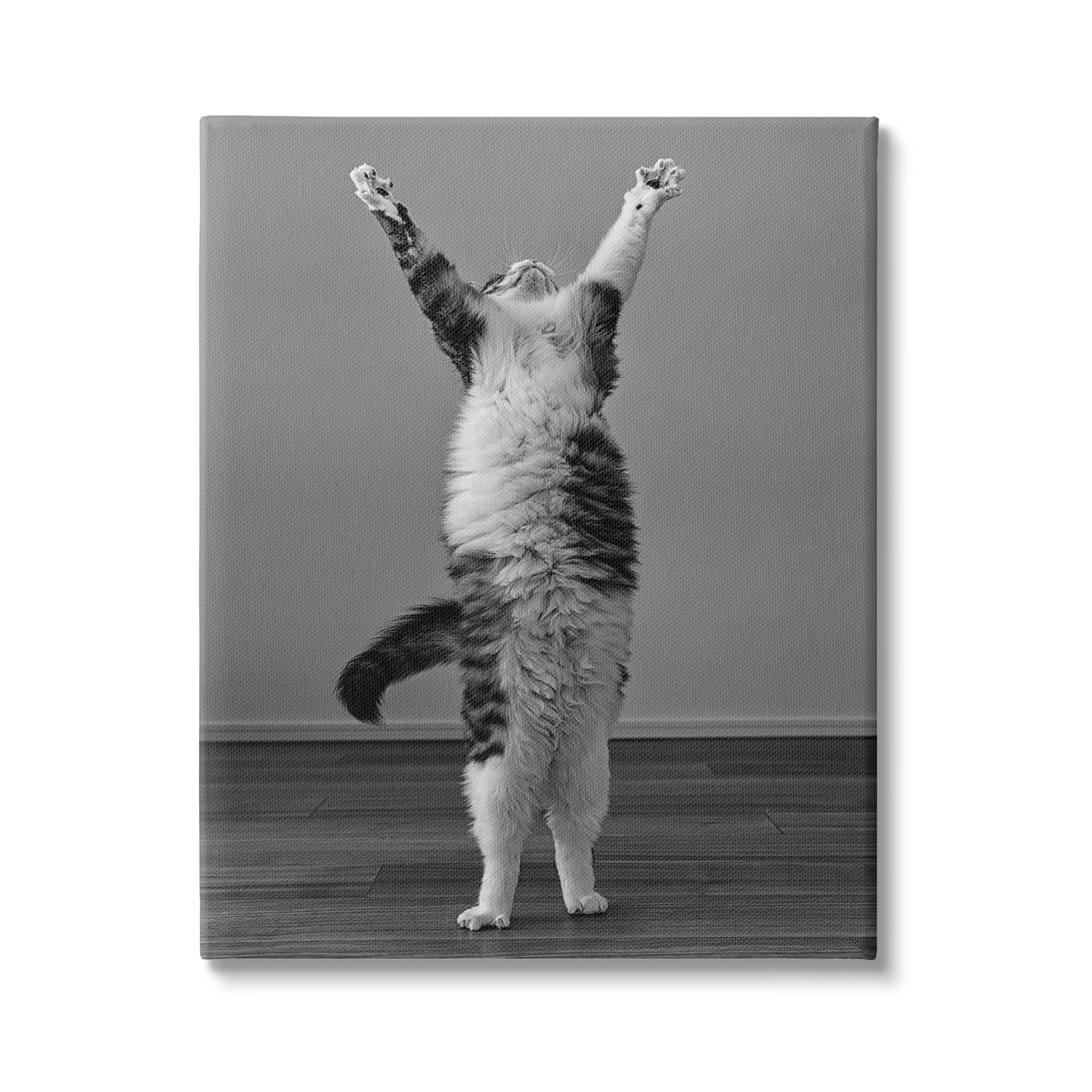 Stupell Industries Funny Cat Victory Pose Animals & Insects Photography Gallery Wrapped Canvas Art Print Wall Art, 36 x 48