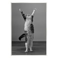 thumbnail image 1 of Stupell Industries Funny Cat Victory Pose Animals & Insects Photography Unframed Art Print Wall Art, 13 x 19, 1 of 7