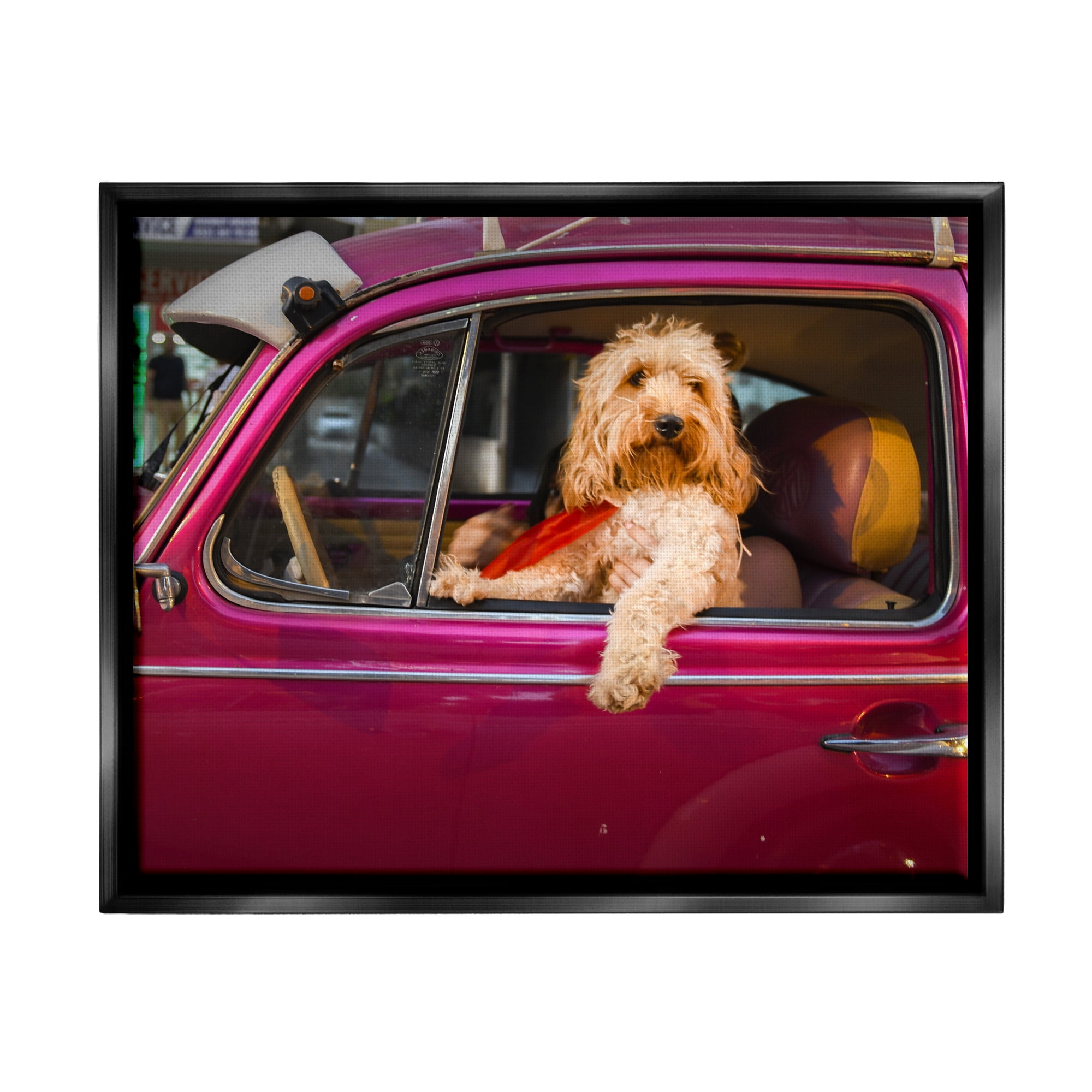 Stupell Industries Funny Chauffeur Dog Animals & Insects Photography Black Floater Framed Canvas Art Print Wall Art, 31 x 25