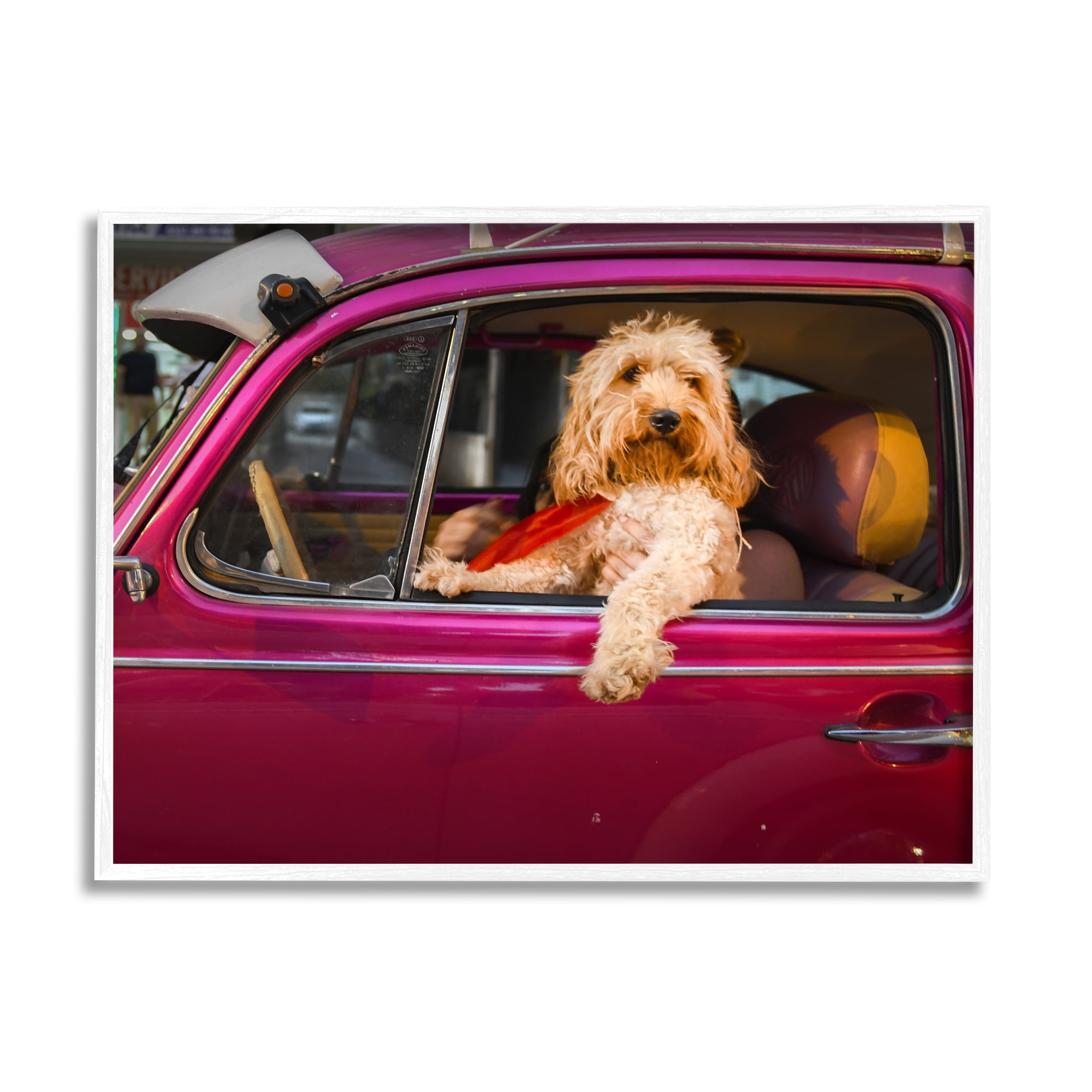 Stupell Industries Funny Chauffeur Dog Animals & Insects Photography White Framed Art Print Wall Art, 20 x 16