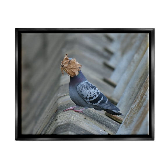 Stupell Industries Funny Leaf in Pigeon's Face Animals & Insects Photography Black Floater Framed Canvas Art Print Wall Art, 21 x 17