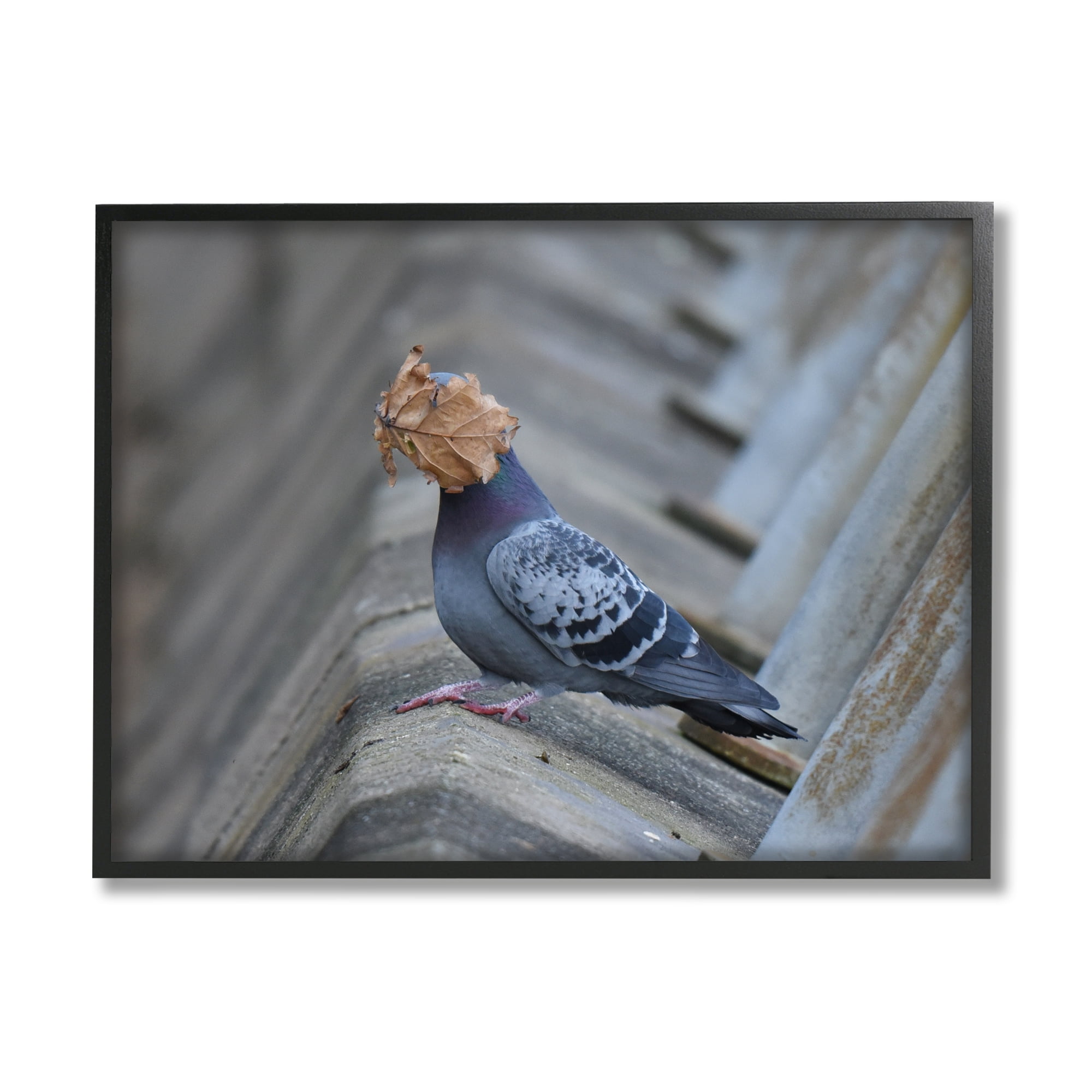 Stupell Industries Funny Leaf in Pigeon's Face Animals & Insects Photography Black Framed Art Print Wall Art, 30 x 24