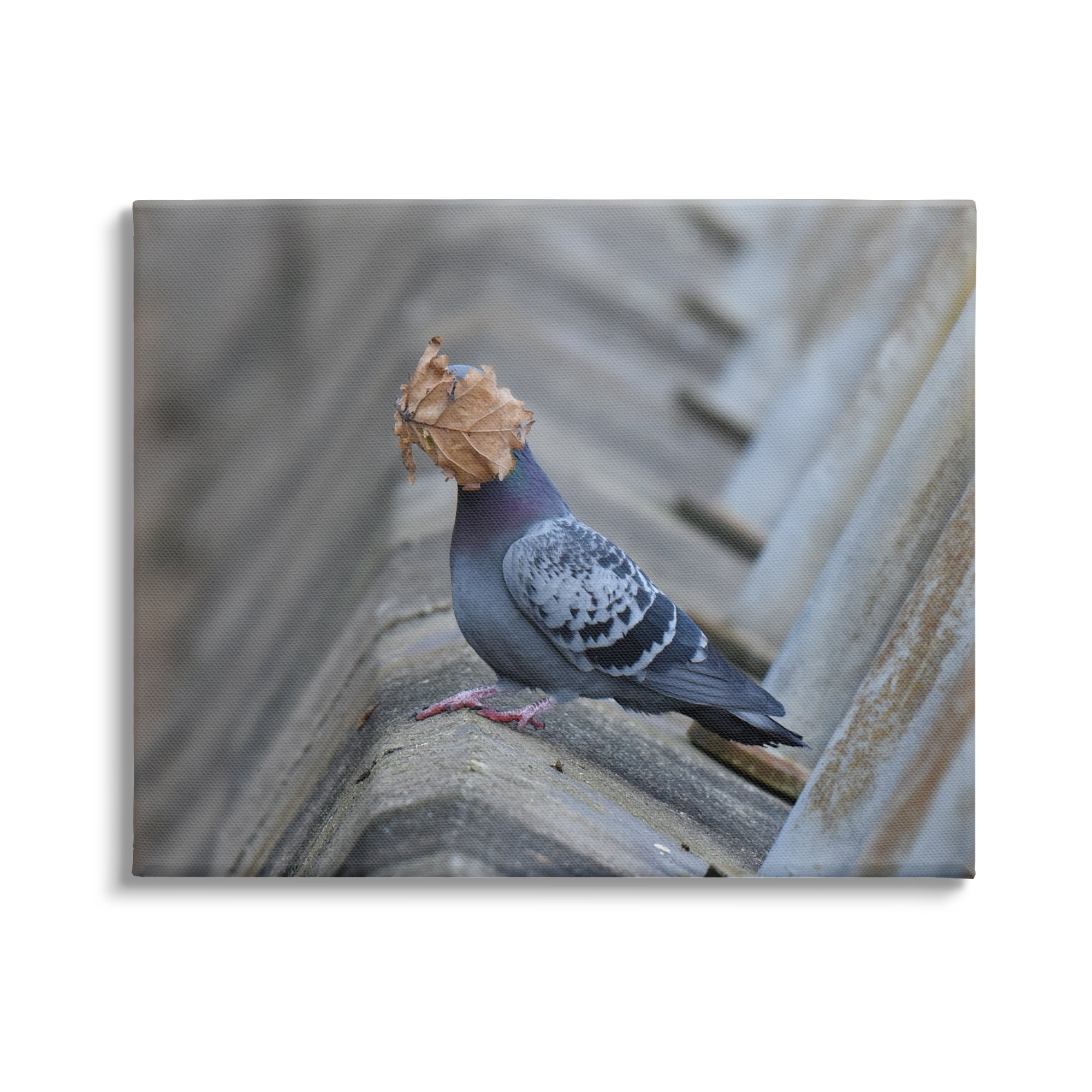 Stupell Industries Funny Leaf in Pigeon's Face Animals & Insects Photography Gallery Wrapped Canvas Art Print Wall Art, 20 x 16