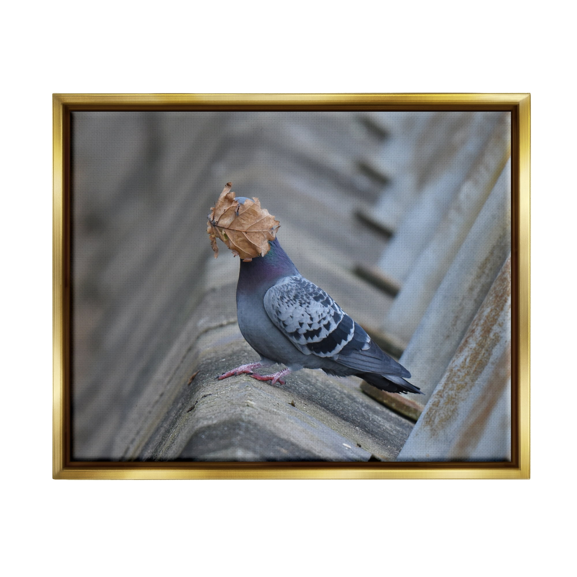 Stupell Industries Funny Leaf in Pigeon's Face Animals & Insects Photography Gold Floater Framed Canvas Art Print Wall Art, 31 x 25