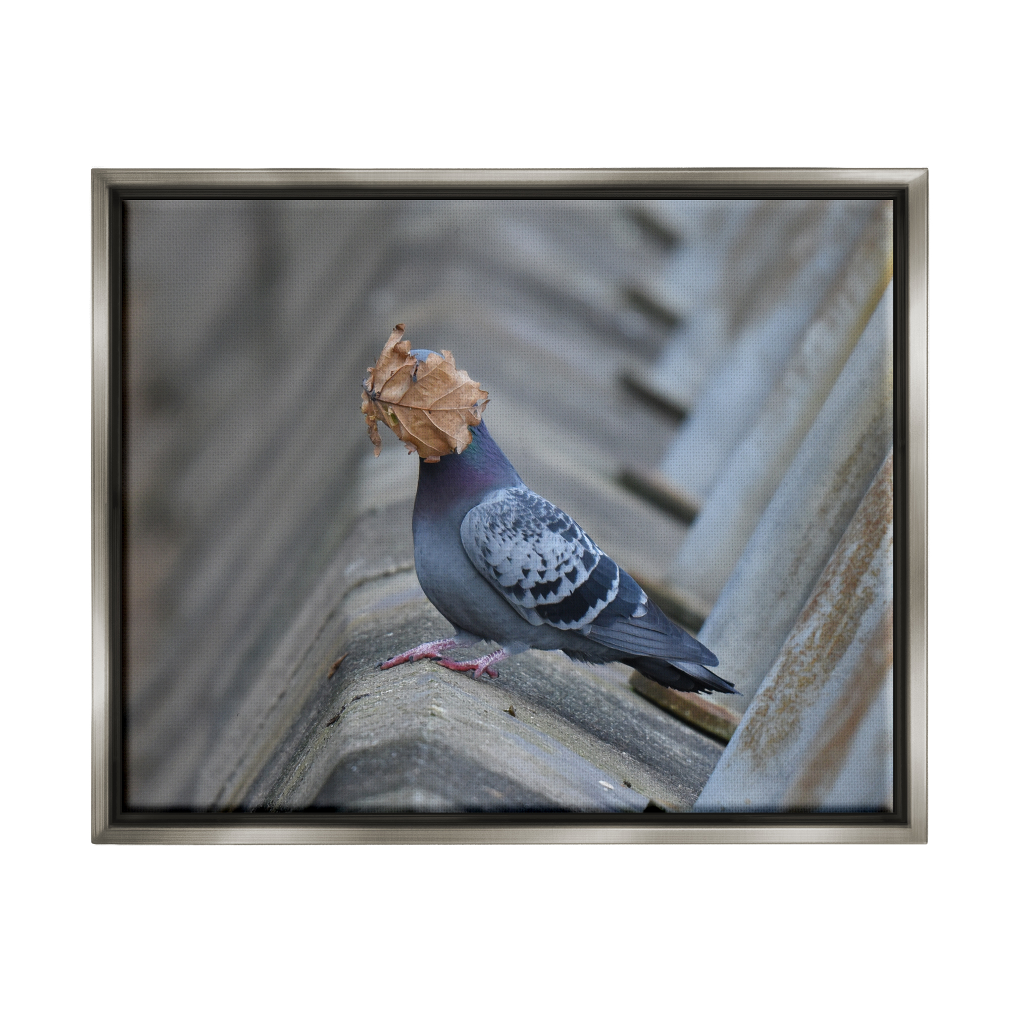 Stupell Industries Funny Leaf in Pigeon's Face Animals & Insects Photography Gray Floater Framed Canvas Art Print Wall Art, 31 x 25